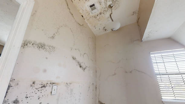 Professional Mold Inspection, Removal & Remediation in Juneau, AK