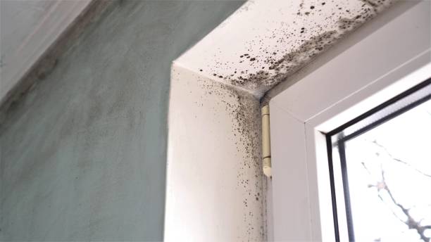 Best Mold Prevention Services  in Juneau, AK