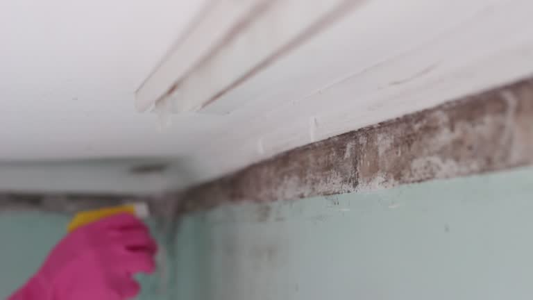 Mold Remediation for Vacation Homes