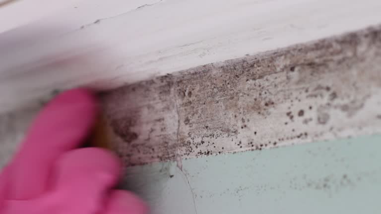 Best Forensic Mold Investigation  in Juneau, AK